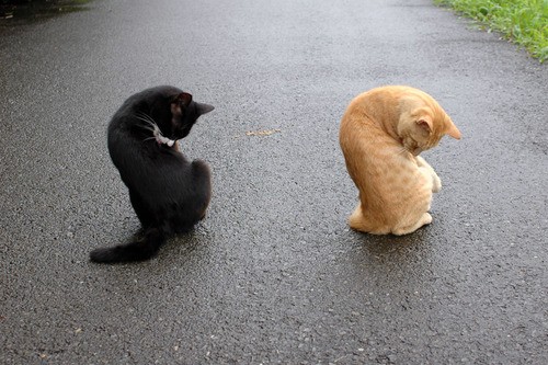 Котейкин вторник! Космический 12.04!