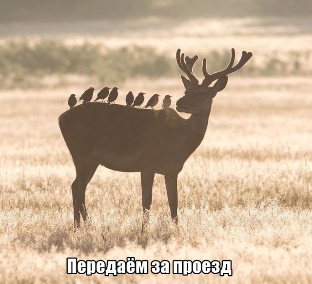 Нестандартный юмор