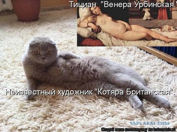 Котовторник 1.11.11