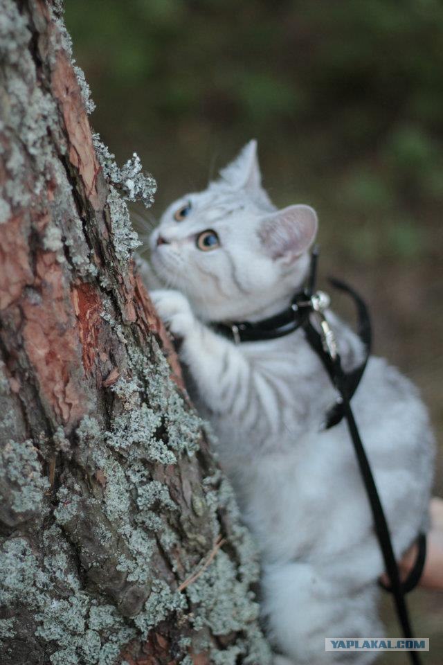 Котовторник 24.04.2012