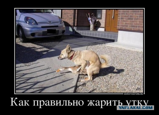 Пропадают мои комментарии и оценки