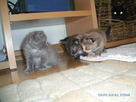 Котовторник  17.07.2012