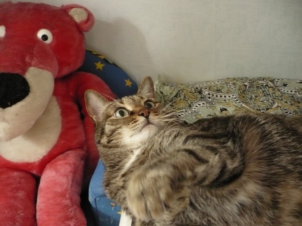 Котовторник 31.07.2012 г.