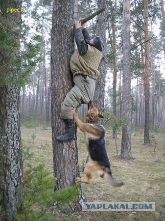 Собака-ненападака