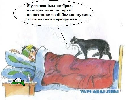 Кот, Антошка и порошок