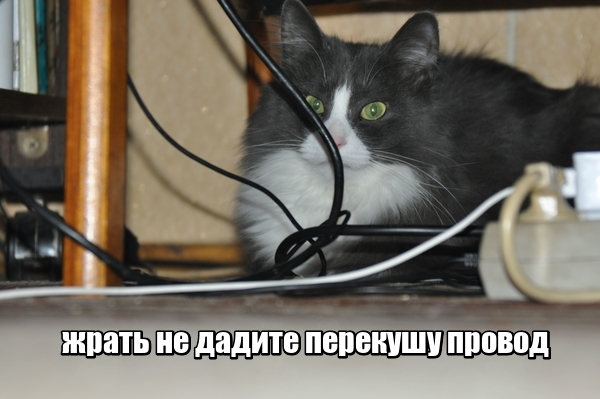 Картинки с надписями и котами
