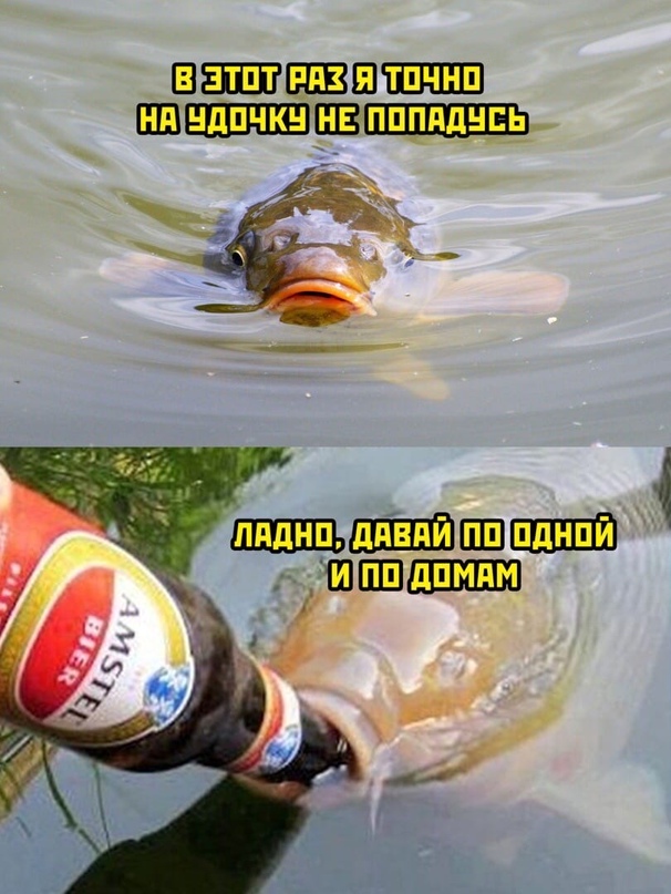 Весёлый полтишок 17.02