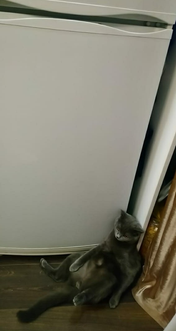 Котовторник!