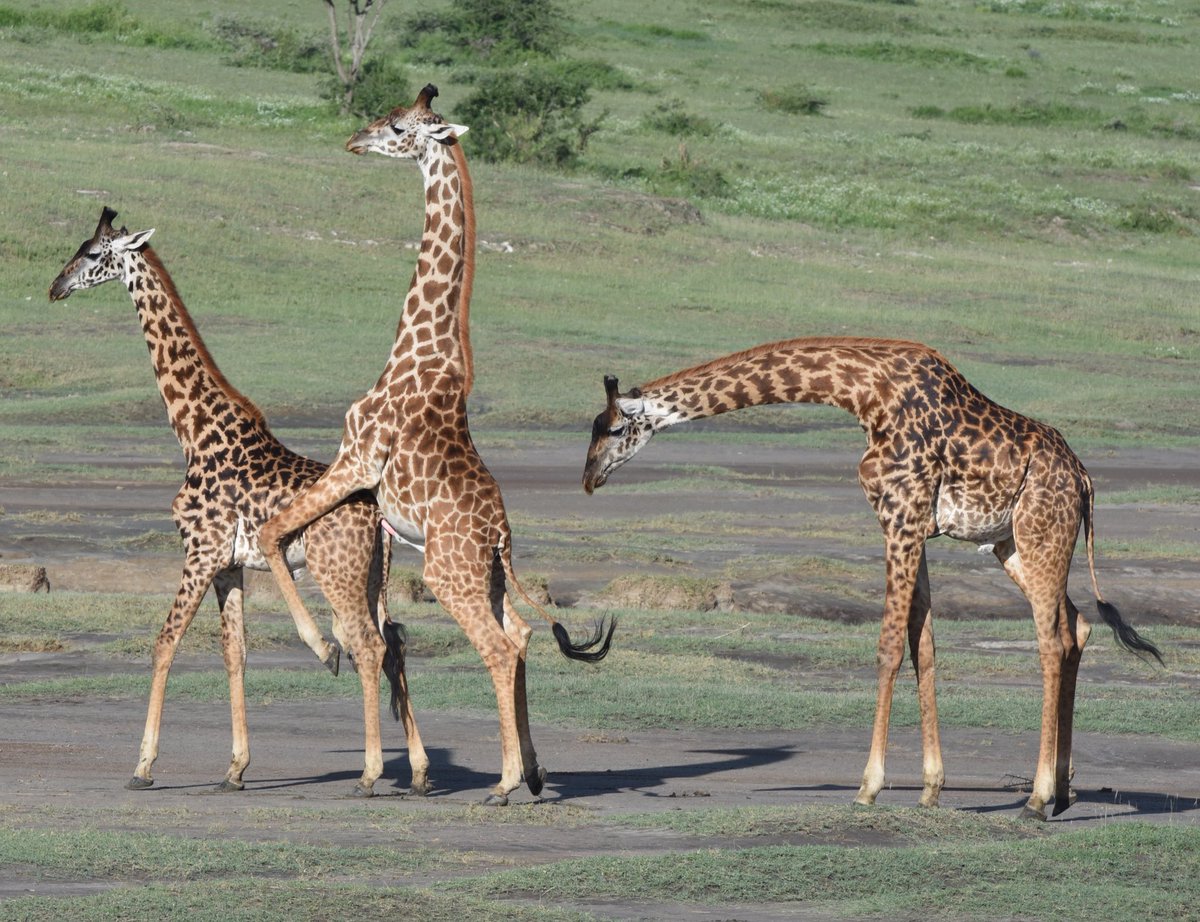 Спаривание 3. Жирафы самцы. Самка жирафа. Жирафы спариваются.
