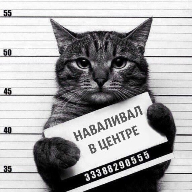 Кошка-наркокурьер пыталась пронести в казанскую колонию гашиш и мефедрон