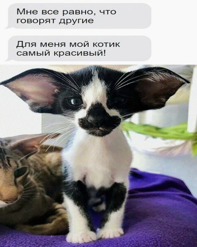Картинки и мемы для настроения - 27