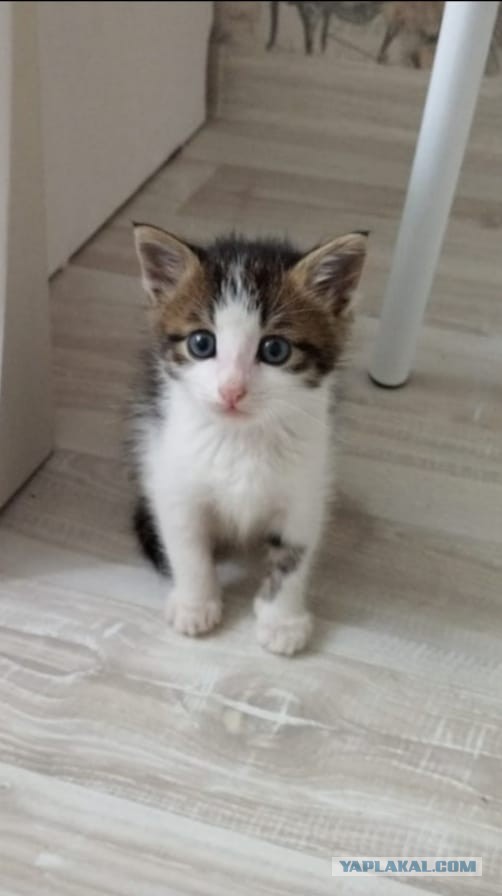 На котовторник
