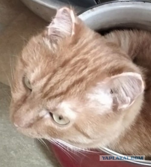 Коты белые, 12 литров