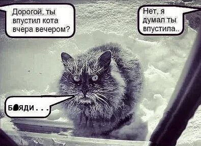 Кот сосулькин
