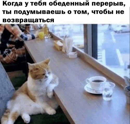 К котовторнику: подборка картинок-баянов с котиками и про котиков. Выпуск 16.