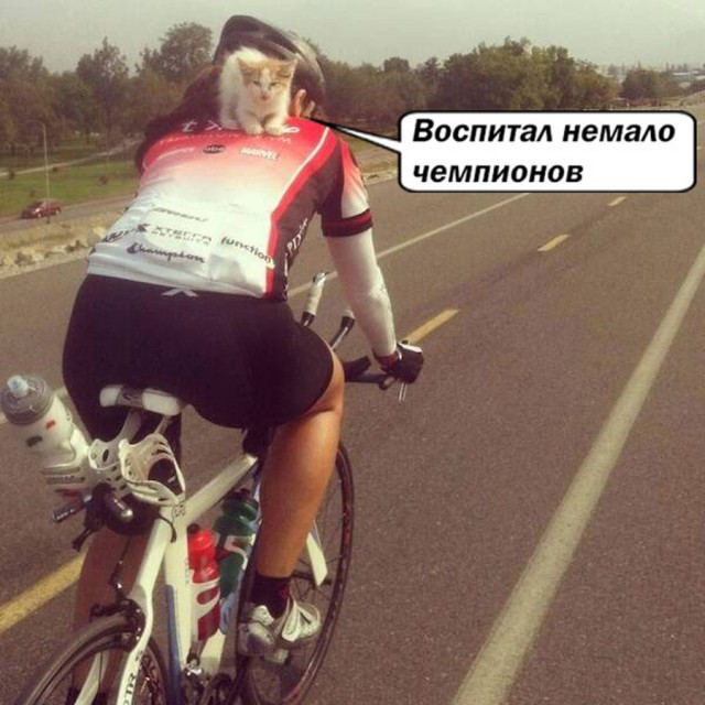 К котовторнику: подборка картинок-баянов с котиками и про котиков. Выпуск 20.