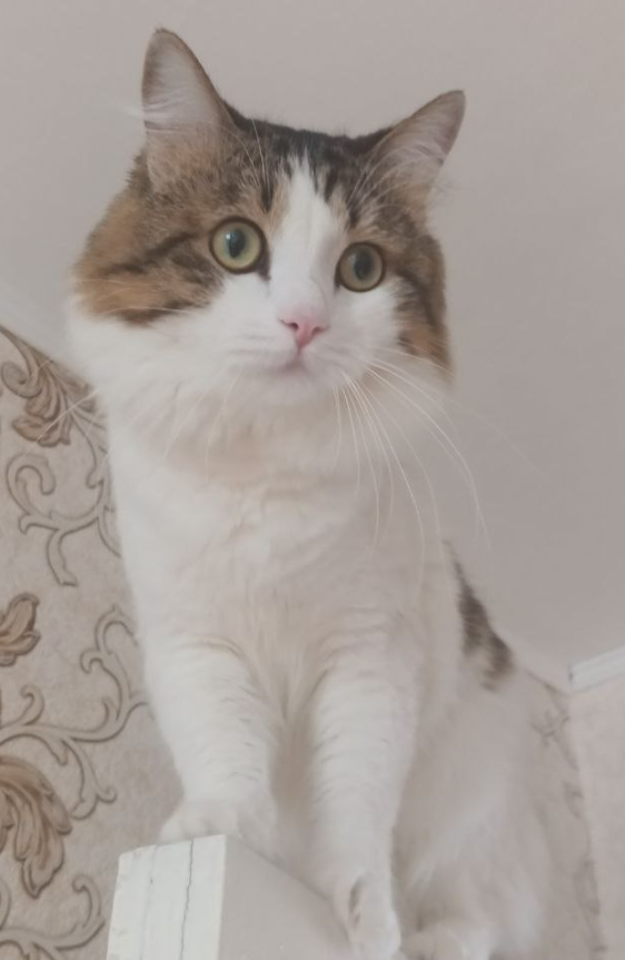 Котовторник 16.12.2025