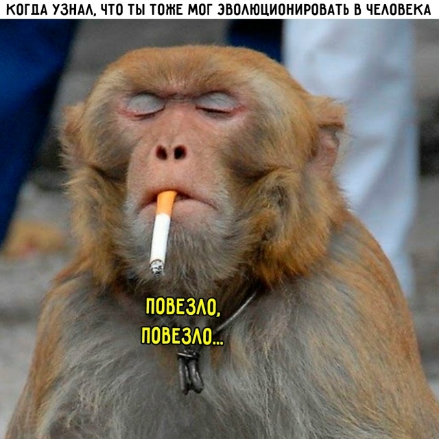 Картинки для деградации 151 (разной степени свежести)