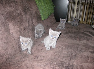 Кошка Яна 19 лет