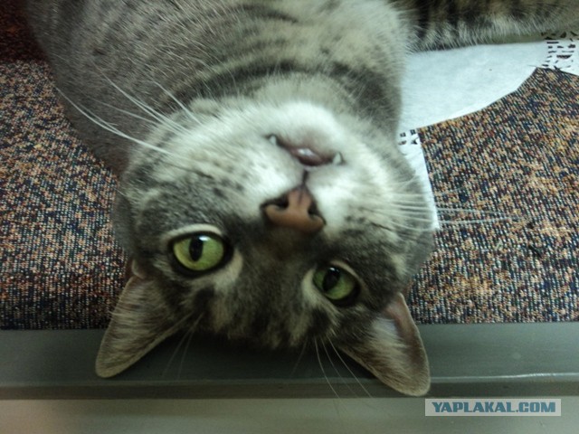 Котовторник  30.07.2013