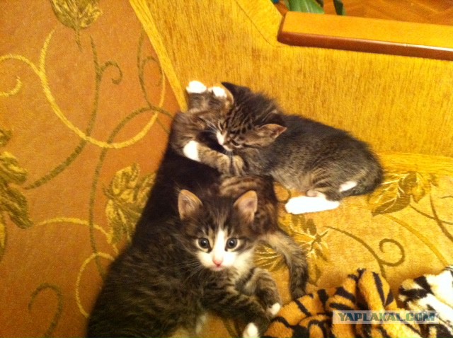 Котовторник  08.07.2014