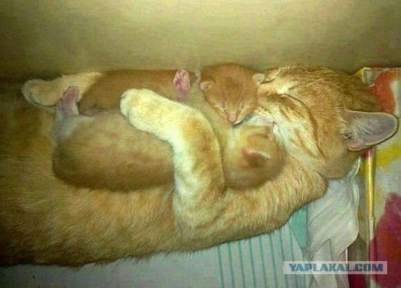 Котовторник 23.09.2014.