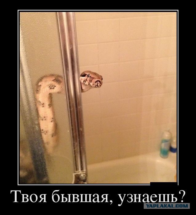 Подборка бывших