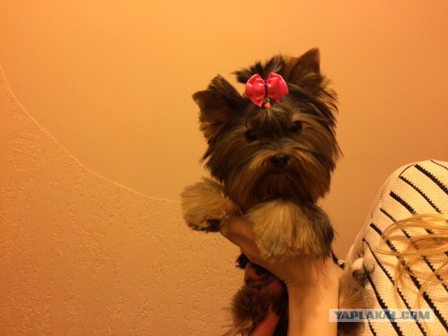 Цобакин четверг