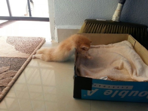Котовторник