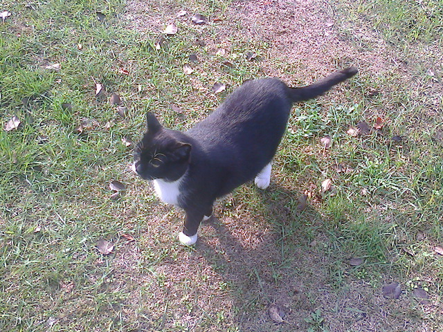 Котовторник 13.10.2015