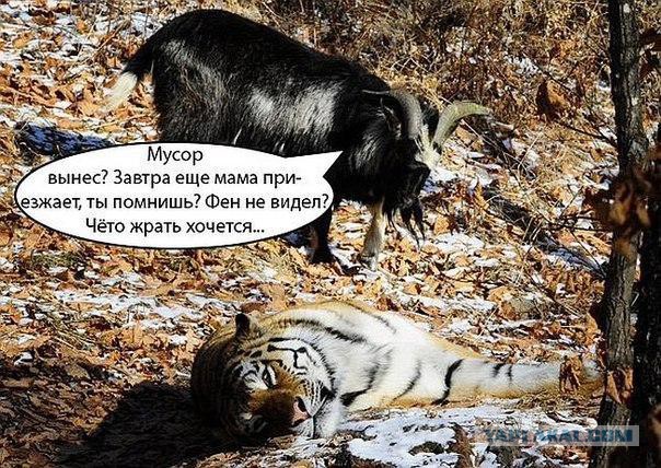 Козлик Тимур и тигра Амур живы-здоровы (22.12.15)