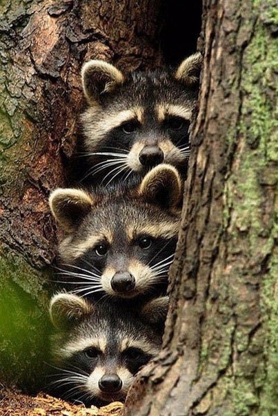 Разные картинки