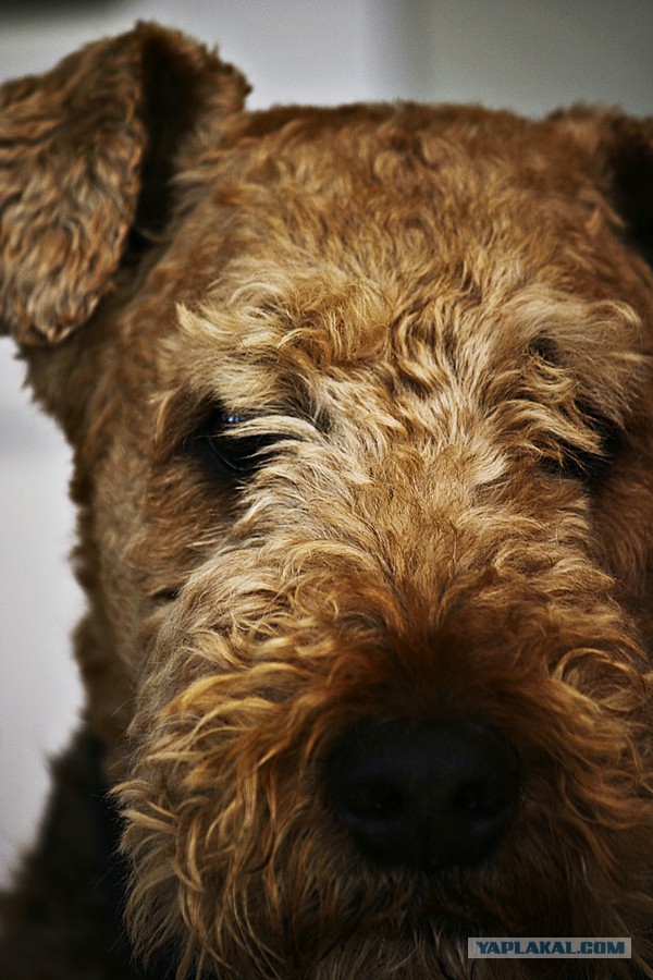 Собакочетверг