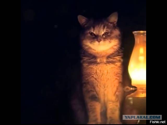 12 самых популярных котов интернета