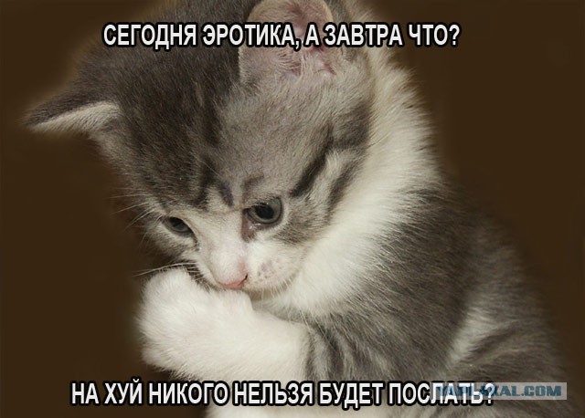 22 кота в шоке