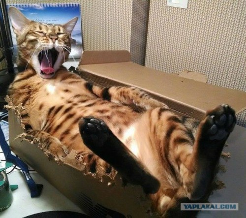 Веселые картинки