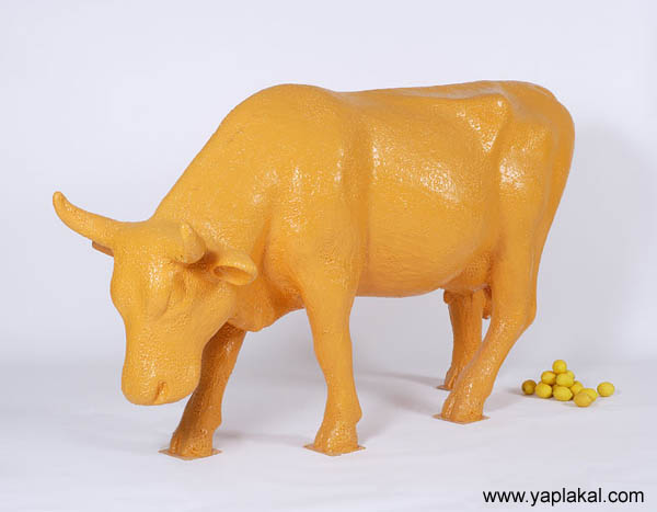 БЫКИ, БУРЁНКИ, Коровы кароча