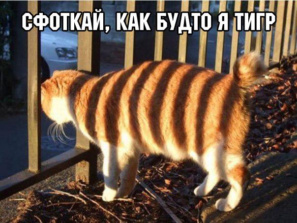 Мохнатые беспредельщики