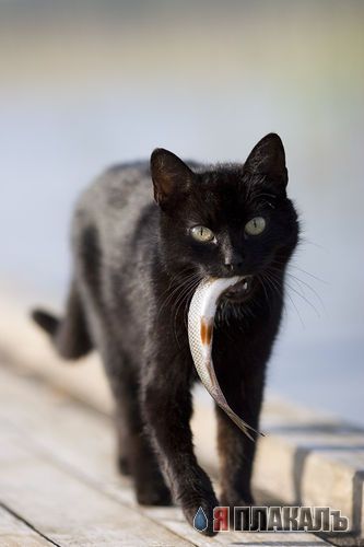 А вот и котовторник!