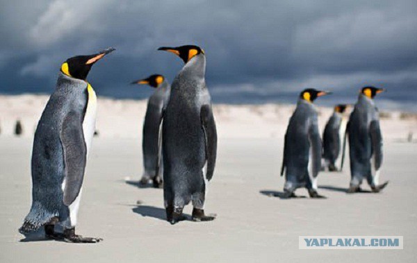 Всем нашим встречам,  увы, разлуки суждены...