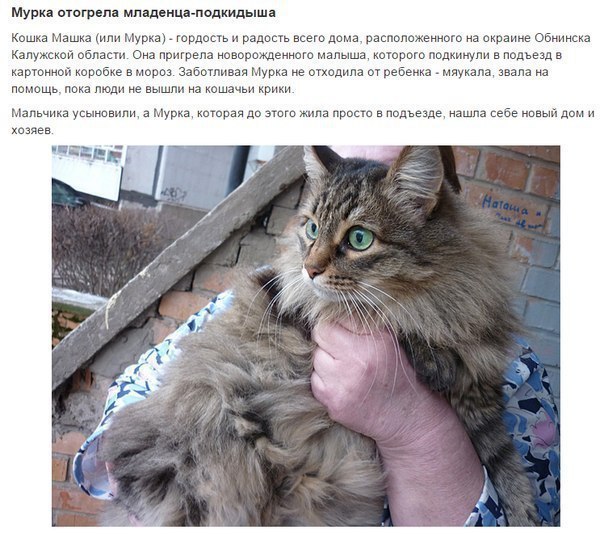 7 котов-героев, спасших человеческие жизни