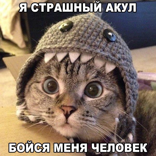 Прикольные животные