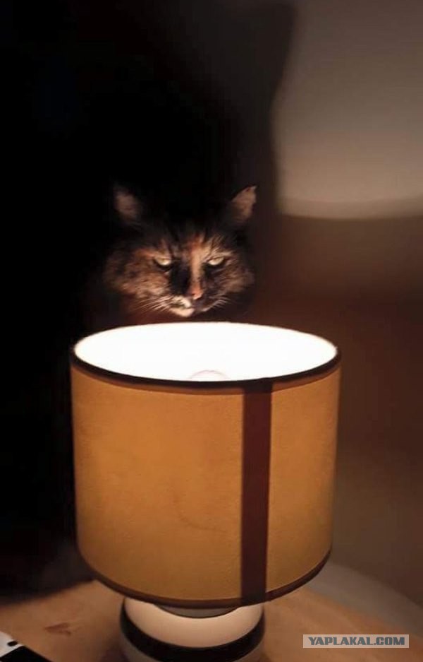 Обращение чеха к президенту Путину