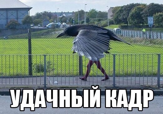 Самые смешные животные