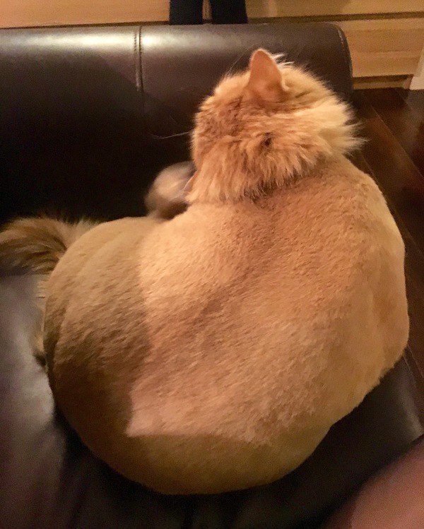 Коты из сети