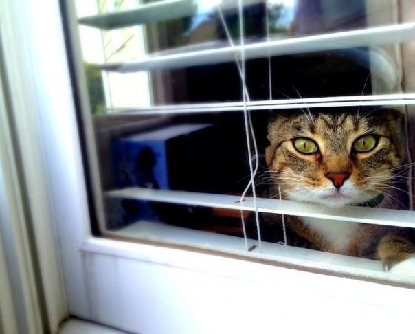Коты и Кошки