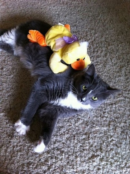 Коты и Кошки