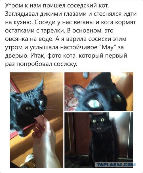 Кот устроил треш