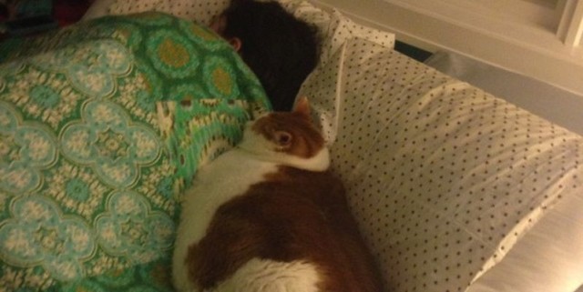 Коты и Кошки