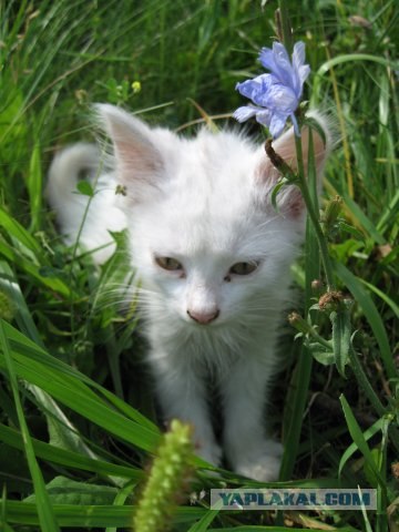 Котовторник на вторник! (30.09.2008)